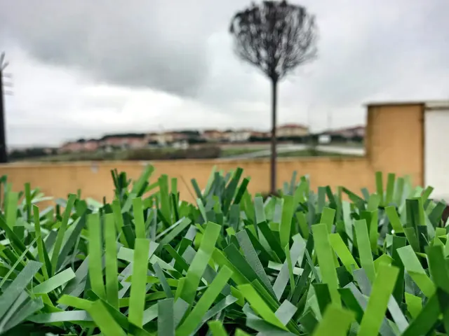 UV korumalı çim çit yapraklarının yakın plan detayı
